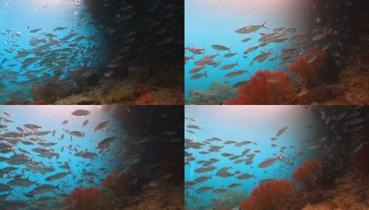 一群小鱼游过柔软的红海扇子高清在线视频素材下载