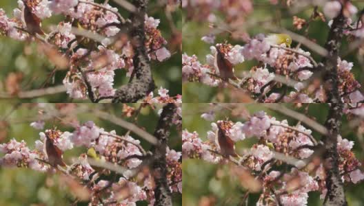 在日本上野公园，鸟儿在吃樱花。(手持相机)高清在线视频素材下载