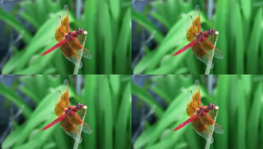深红色的蜻蜓高清在线视频素材下载