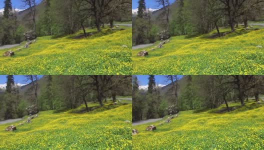 春天，许多鲜艳的花长在草地和高大的树木附近高清在线视频素材下载