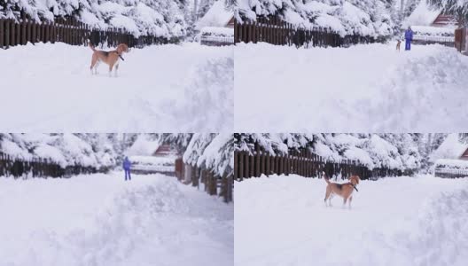 小猎犬走在雪山村里的小路上高清在线视频素材下载
