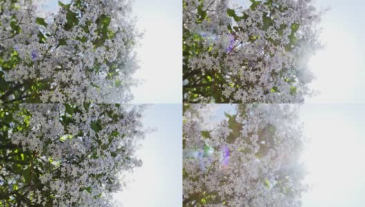 淡紫紫树花自然季节性高清在线视频素材下载