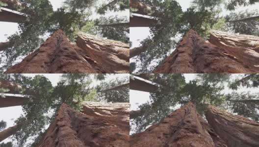 近距离观察:红杉国家公园里的巨大红杉树高清在线视频素材下载