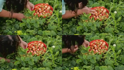 人工采集草莓高清在线视频素材下载