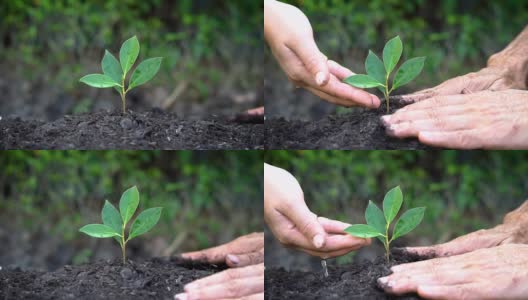 人们用双手呵护幼小的植物树木发芽。高清在线视频素材下载