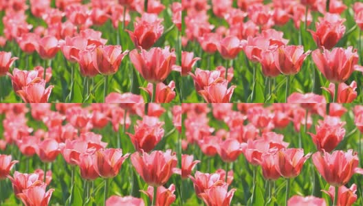 粉红色的花，郁金香开了高清在线视频素材下载