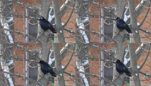 白嘴鸦坐在树枝上，抬起头向上看(乌鸦)高清在线视频素材下载