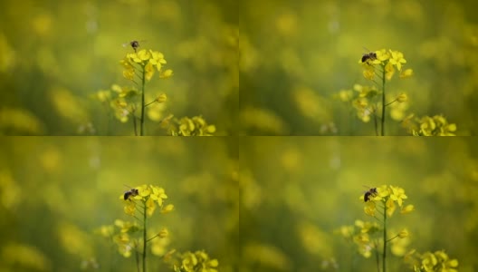 蜜蜂从芥菜花蜜中采集花蜜的慢动作。高清在线视频素材下载