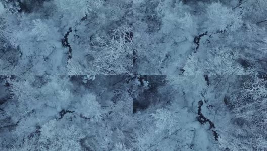 鸟瞰图的积雪覆盖的森林在冬季高清在线视频素材下载