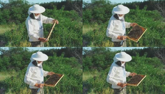 养蜂人在养蜂场里处理蜜蜂和蜂箱。高清在线视频素材下载