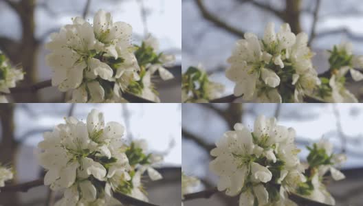 春树花绽放高清在线视频素材下载
