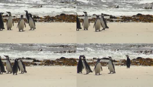 企鹅-麦哲伦和巴布亚高清在线视频素材下载