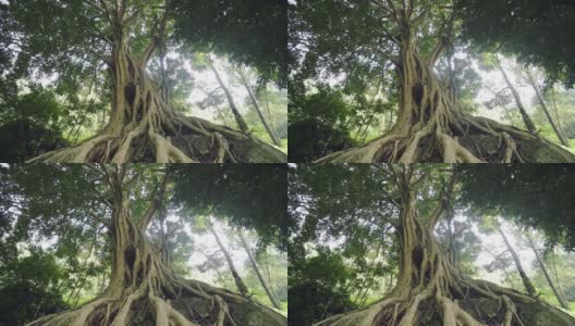 全景榕树底部的观点，在森林在Munnar，印度高清在线视频素材下载