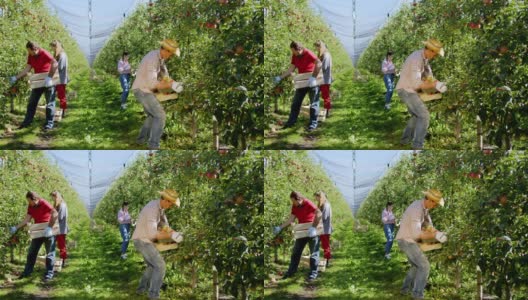 现代苹果园辛勤劳作的农民家庭，他们把成熟的果实从树上采摘下来，放在木箱上高清在线视频素材下载