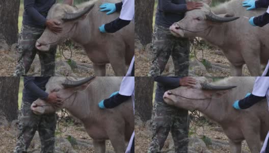 兽医用注射器和针从家养水牛身上抽取血样。高清在线视频素材下载