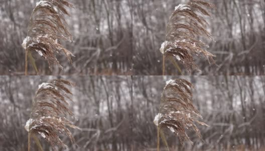 在特写和慢镜头中，一根芦苇枝条在寒风中颤抖高清在线视频素材下载