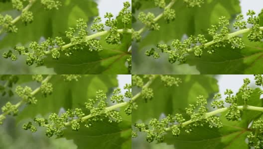一串未成熟的葡萄。早春时节，绿色的葡萄幼芽在风中慢慢摇曳。成熟的葡萄小枝，幼嫩的花序。新形成的一串串小葡萄，是葡萄发育的初始阶段高清在线视频素材下载