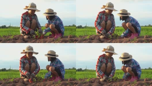 孩子和妈妈在稻田和蓝天的土壤上种植这棵树高清在线视频素材下载