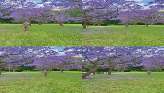 视频中，一名金发女子沿着草地走在紫色蓝花楹树之间，草地上长满了绿草、木栅栏和紫色的花瓣。澳大利亚昆士兰黄金海岸高清在线视频素材下载