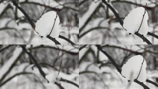 树干和树枝上有一顶雪帽。背景是灰色的冬天的天空。树枝动了，雪也碎了。特写镜头高清在线视频素材下载