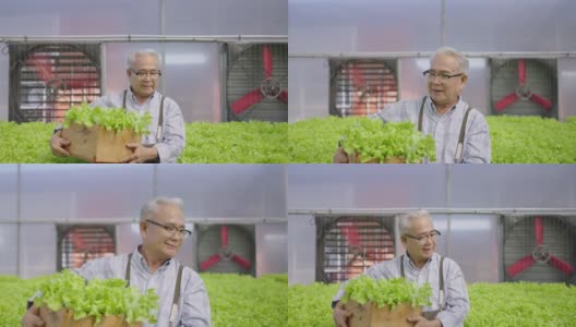 亚洲老人抱着蔬菜箱水培。水培温室农场有机新鲜收获蔬菜概念高清在线视频素材下载