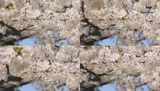 樱花的花,将日本秋田犬高清在线视频素材下载