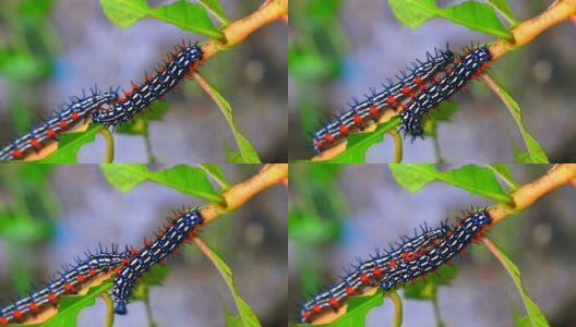 毛毛虫蠕虫条纹蓝-黑-白行走吃在叶子上(叶蝉，毛毛虫)选择焦点与浅景深高清在线视频素材下载
