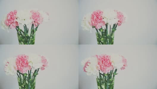 花，白色背景上旋转，由康乃馨组成高清在线视频素材下载