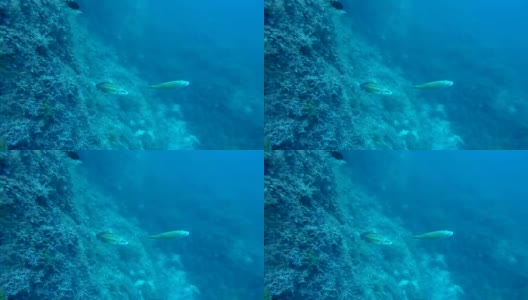 鱼在水下游过覆盖着水下苔藓的巨石，海洋居民高清在线视频素材下载