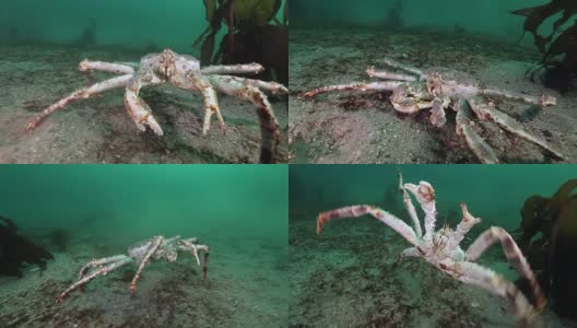 巴伦支海寻找食物的巨型帝王蟹。高清在线视频素材下载