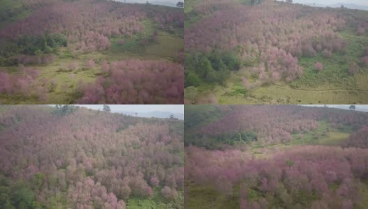 鸟瞰山上樱花的鸟鸣高清在线视频素材下载