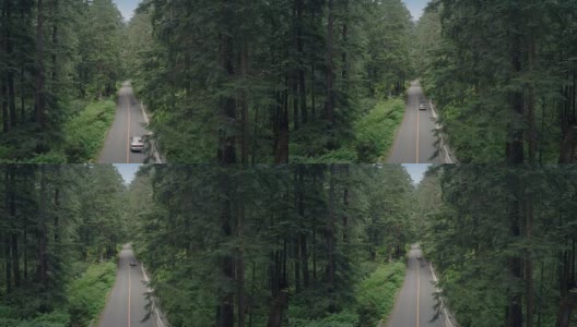 Car Drives Through Dense Woods High Angle高清在线视频素材下载