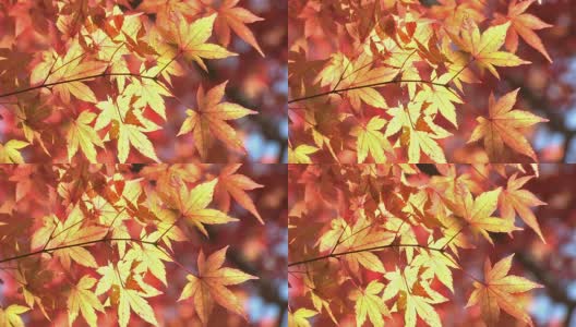 日本山梨县桃道山的秋叶高清在线视频素材下载