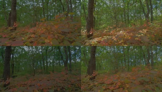 橡树秋天森林时间流逝拍摄机动滑块，RAW HDR高清在线视频素材下载