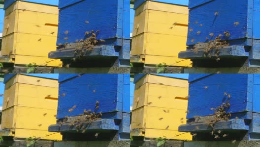在一个阳光明媚的日子里，蜂房附近的蜂房里的蜜蜂高清在线视频素材下载
