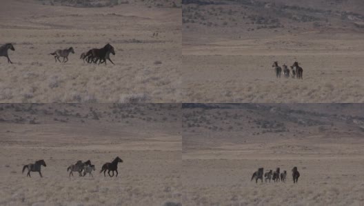 犹他沙漠中的野马高清在线视频素材下载