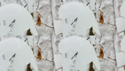 冬季雪林树木高清在线视频素材下载