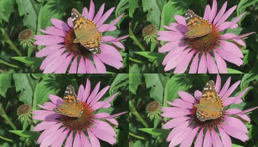 画女士(凡妮莎cardui)蝴蝶在紫色的松果花(紫锥菊)在花园里。高清在线视频素材下载