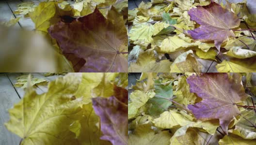 在阳光明媚的秋日，风吹落了躺在木地板上的一棵枫树的绿色、红色和黄色的叶子高清在线视频素材下载