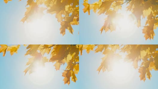 阳光穿过秋叶高清在线视频素材下载