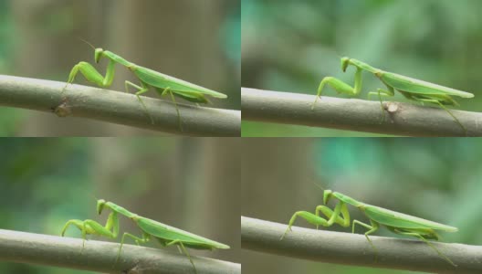 螳螂在树枝上爬行高清在线视频素材下载