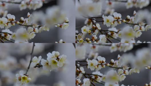 冬天，早春，梅花，开花，白梅高清在线视频素材下载