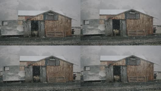 冰岛，绵羊在旧谷仓里，前景是暴风雪高清在线视频素材下载
