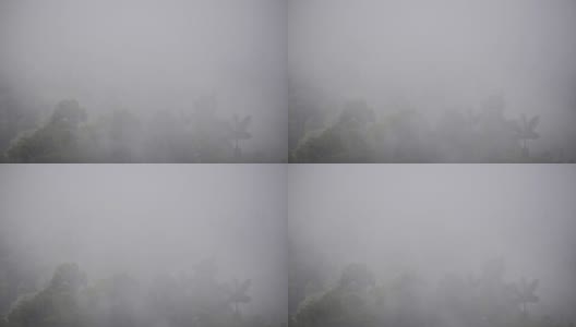 在一个阴郁的日子里，厄瓜多尔云雾森林郁郁葱葱的植被上飘过雾气高清在线视频素材下载