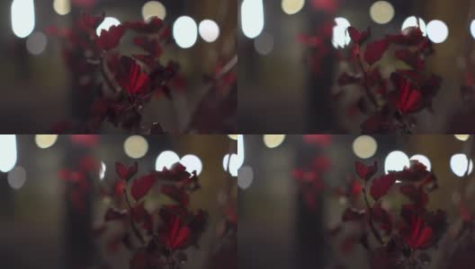 夜间以灯泡为背景的红色树叶的灌木。高清在线视频素材下载
