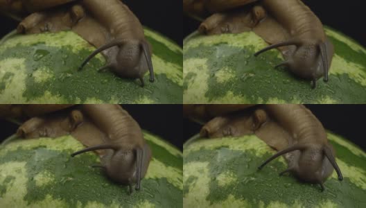 巨型非洲蜗牛在西瓜上的微距拍摄。卵蜗牛在绿色的西瓜上缓慢爬行。高清在线视频素材下载