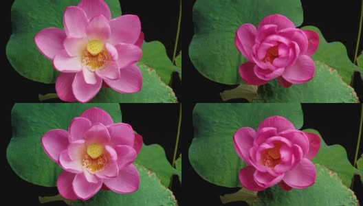 4K时间的推移，盛开的粉红色荷花从盛开到嫩芽与绿色的叶子孤立在黑色的背景，近距离b卷拍摄俯视图。高清在线视频素材下载
