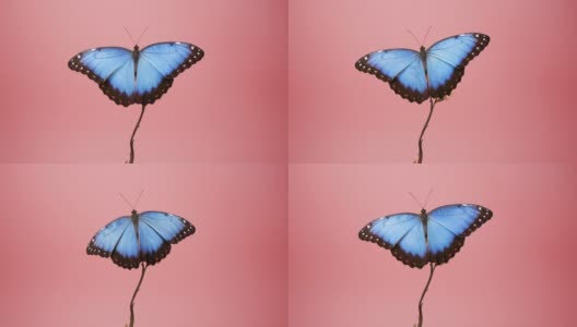 蓝色大闪蝶在粉红色的背景上高清在线视频素材下载