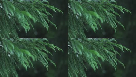 冷杉树枝在雨中高清在线视频素材下载