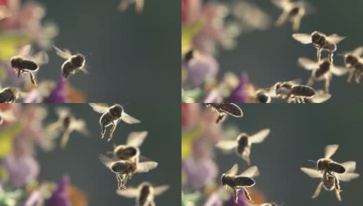 蜜蜂绕着花飞。高清在线视频素材下载